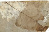 Fossil Leaf (Betula) - McAbee, BC #226131-1